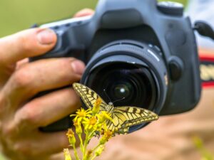 Butterfly nature photography