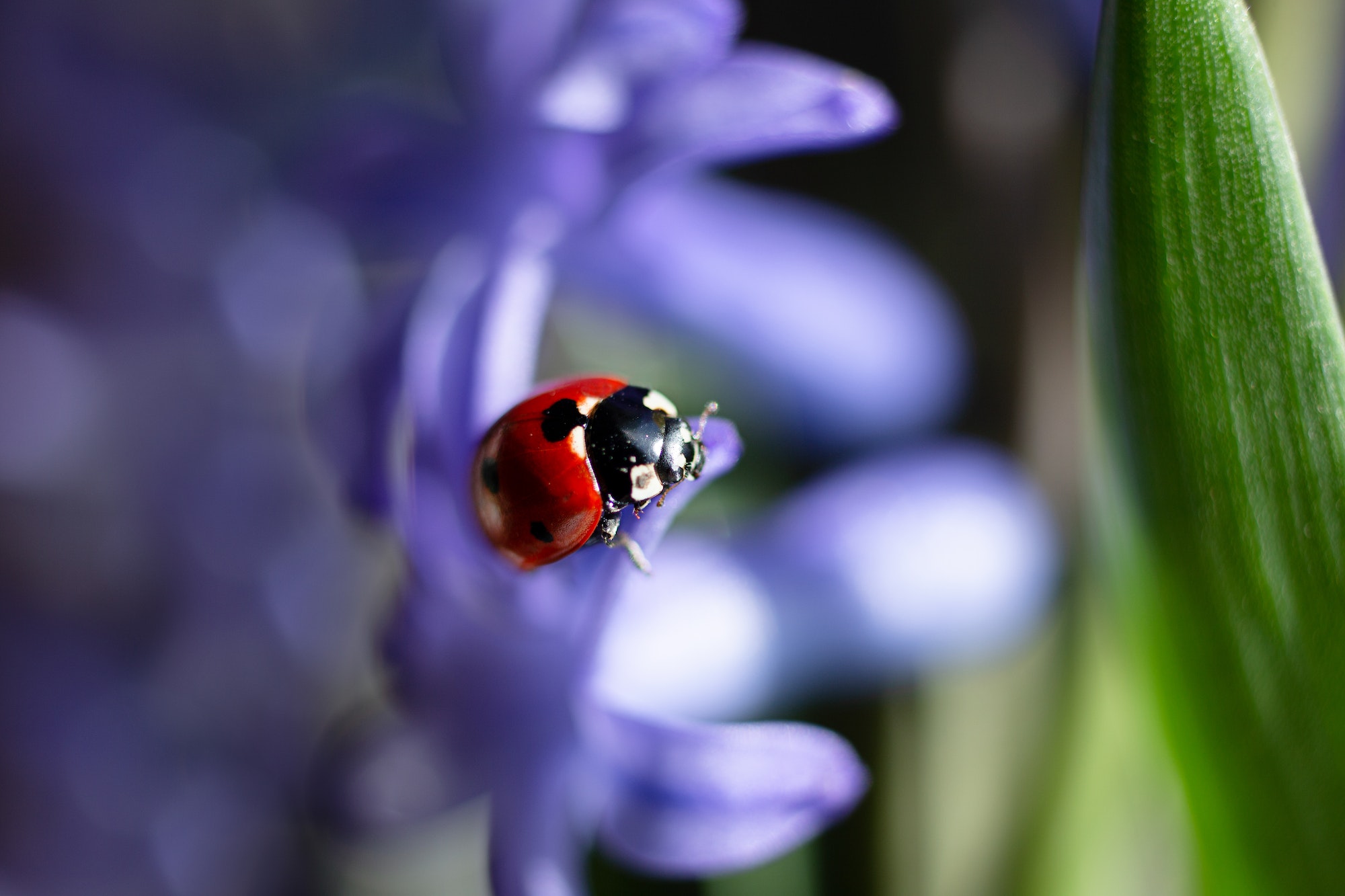 Magnifique photographie de coccinelle