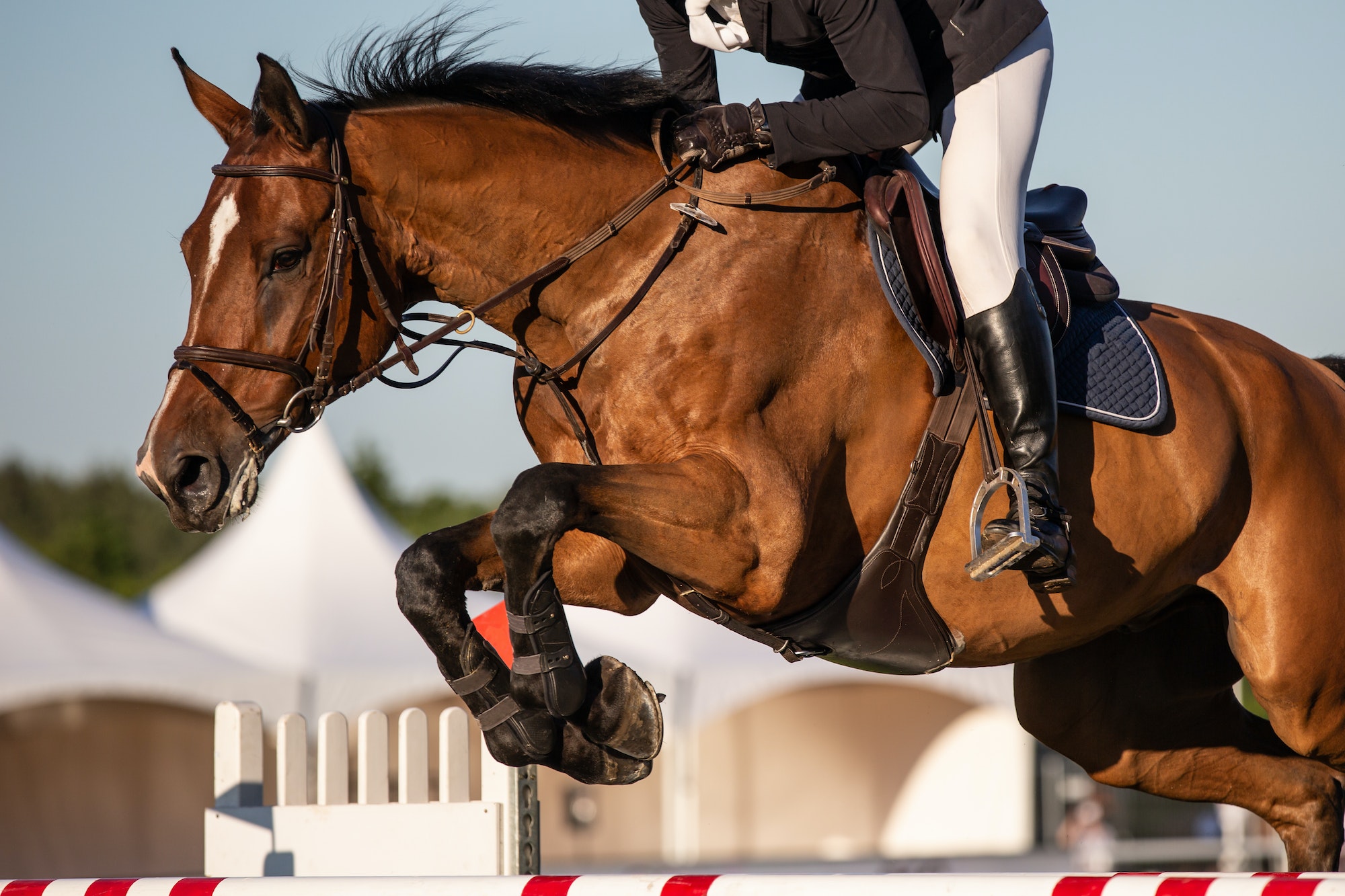 Magnifique photo de sport équestre