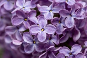 Flore photographie