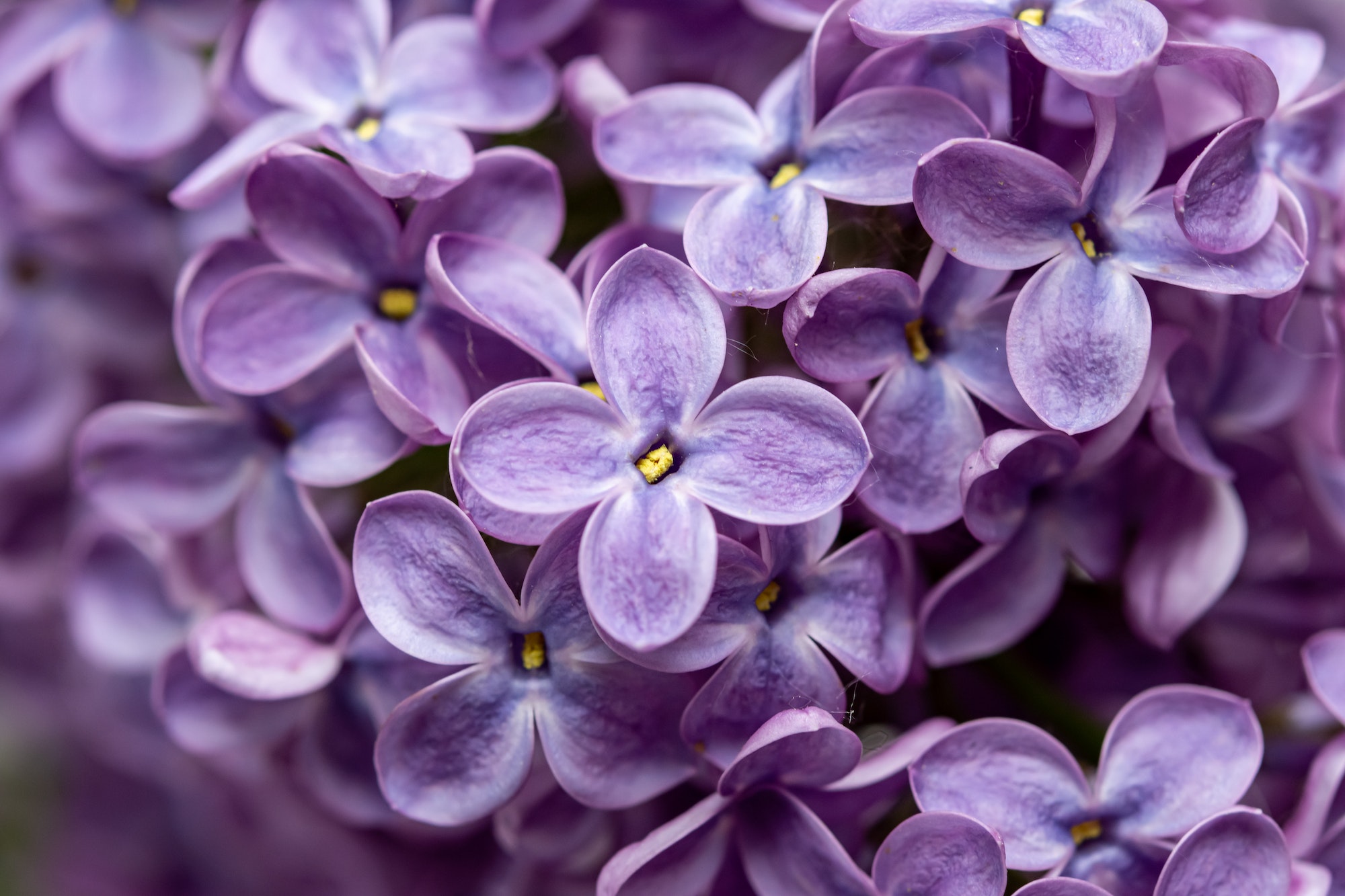 Macro photography de lilas