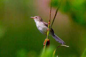 Photographie d'oiseau
