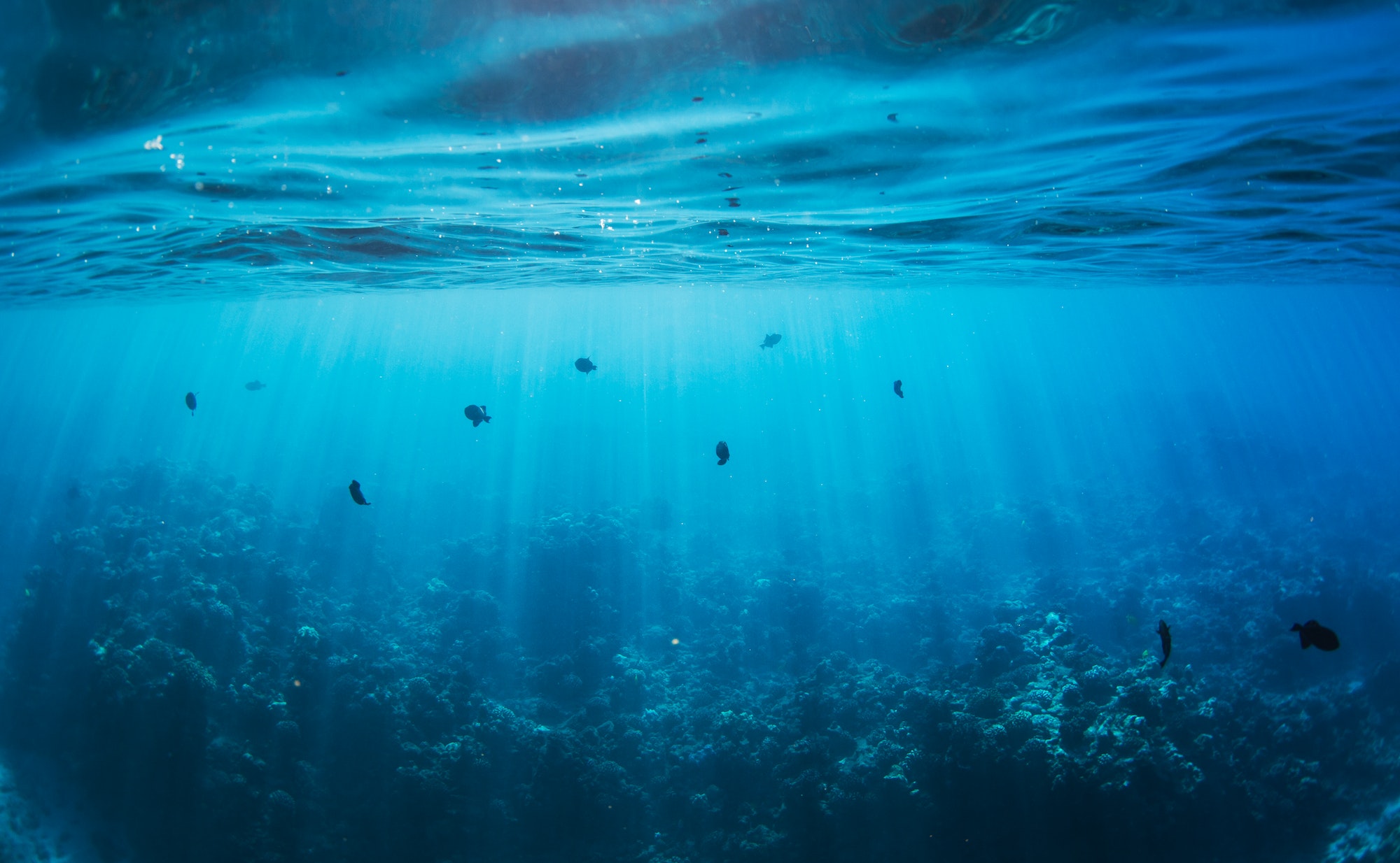 Plongée sous-marine avec son appareil photo : initiation à la photographie sous-marine
