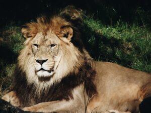 Wild animal sitting