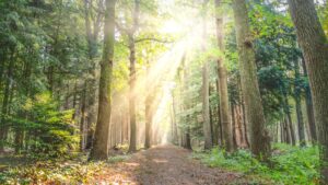 photo lumière naturelle